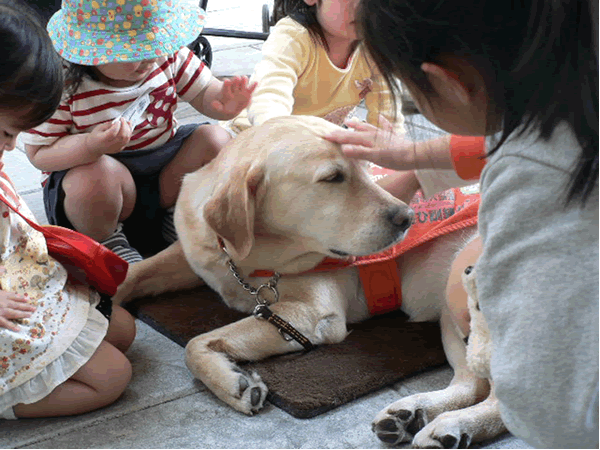 10 - 盲導犬の大切な役割