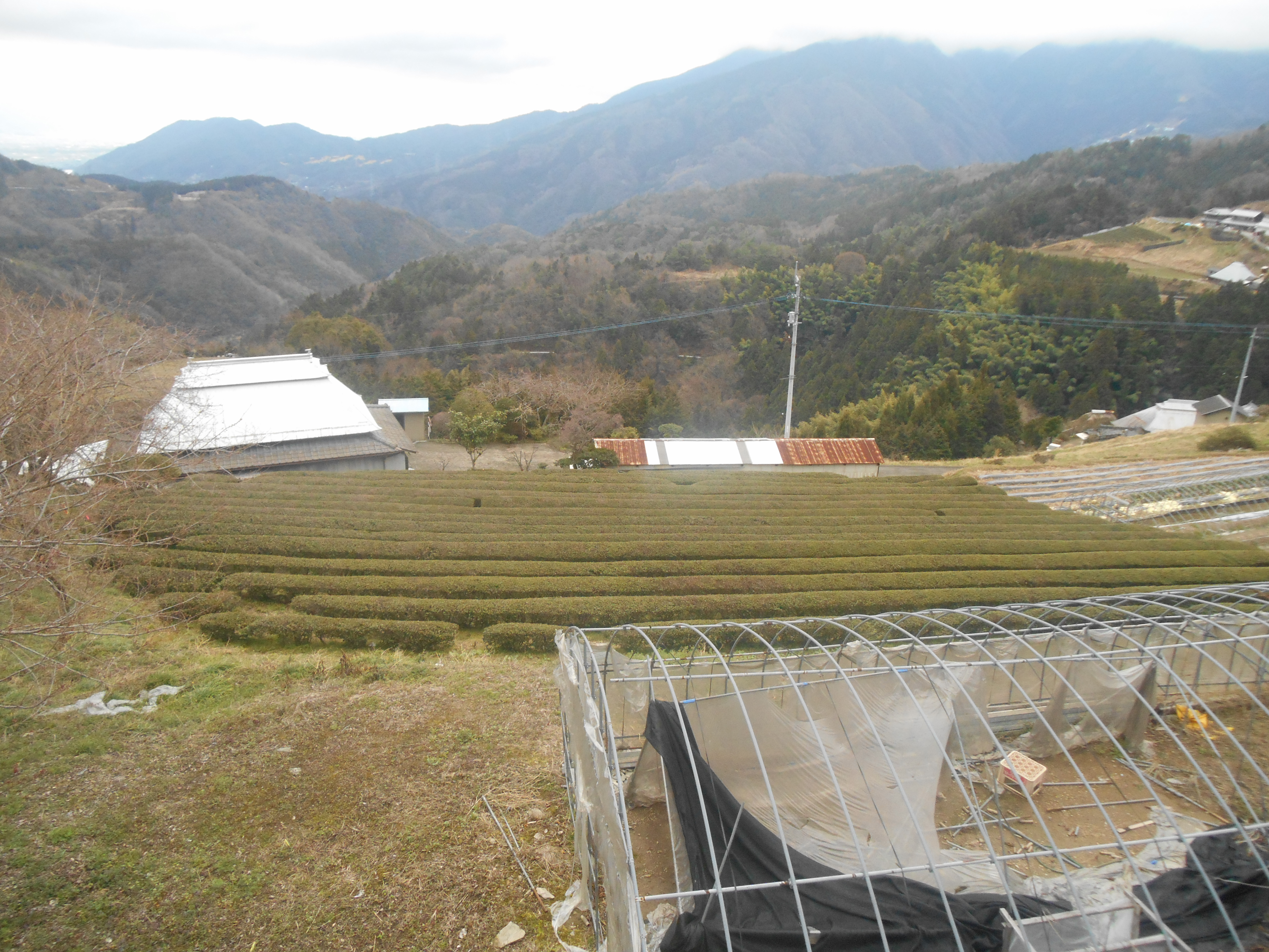 DSCN1187 - にし阿波の傾斜地農耕システムが『日本農業遺産』に認定地域に決定