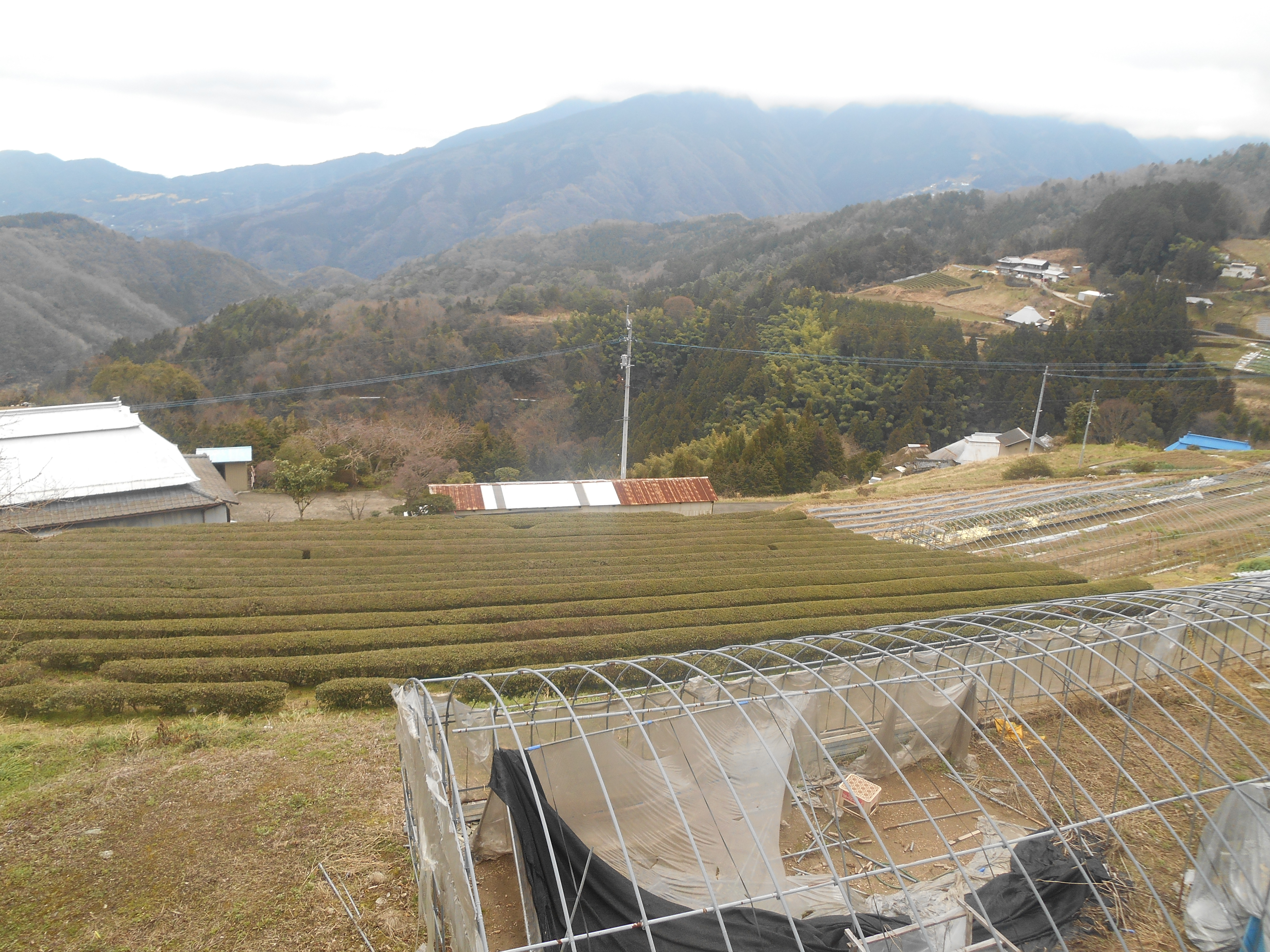 にし阿波の傾斜地農耕システムが『日本農業遺産』に認定地域に決定