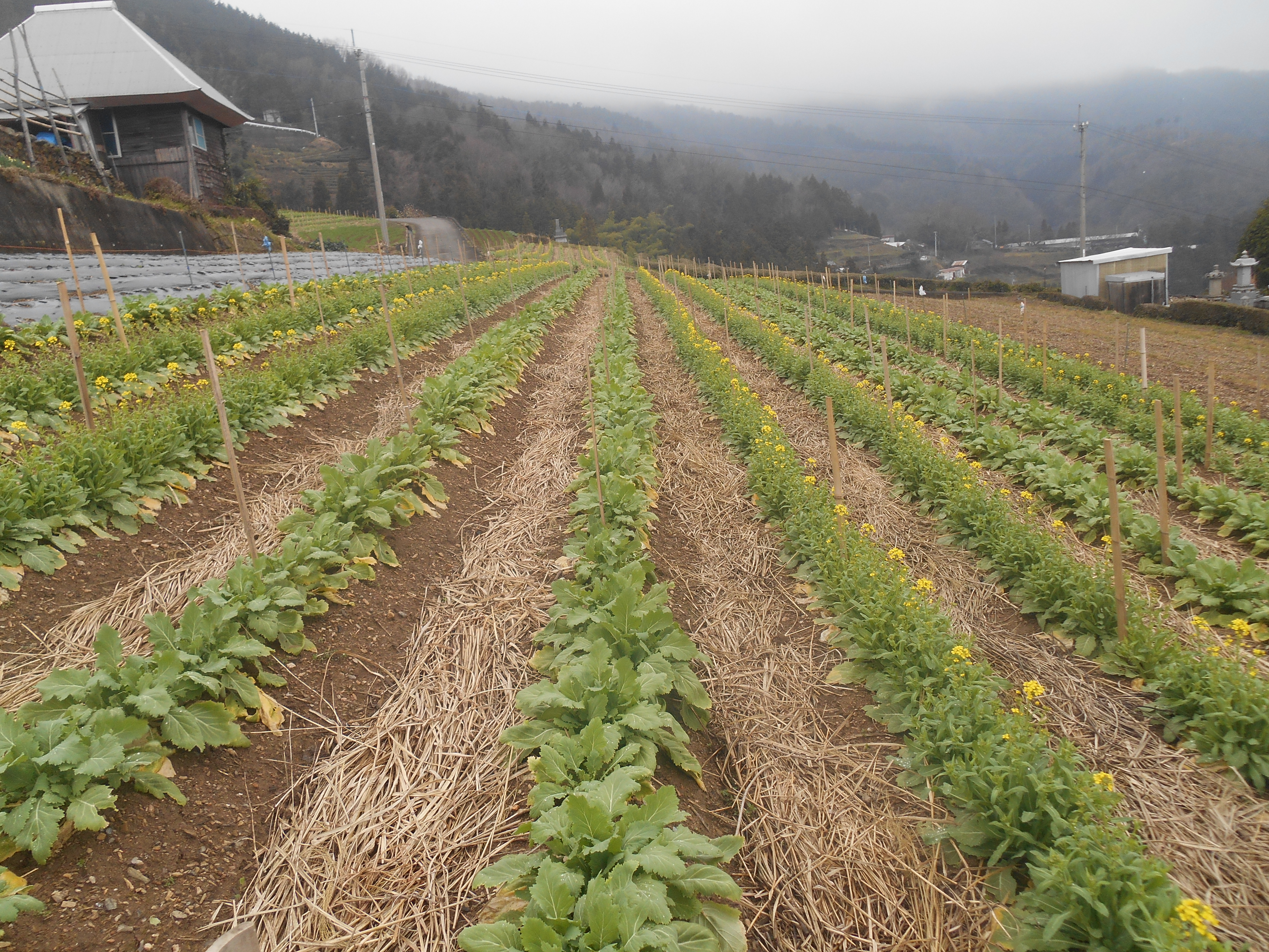 DSCN1189 - にし阿波の傾斜地農耕システムが『日本農業遺産』に認定地域に決定