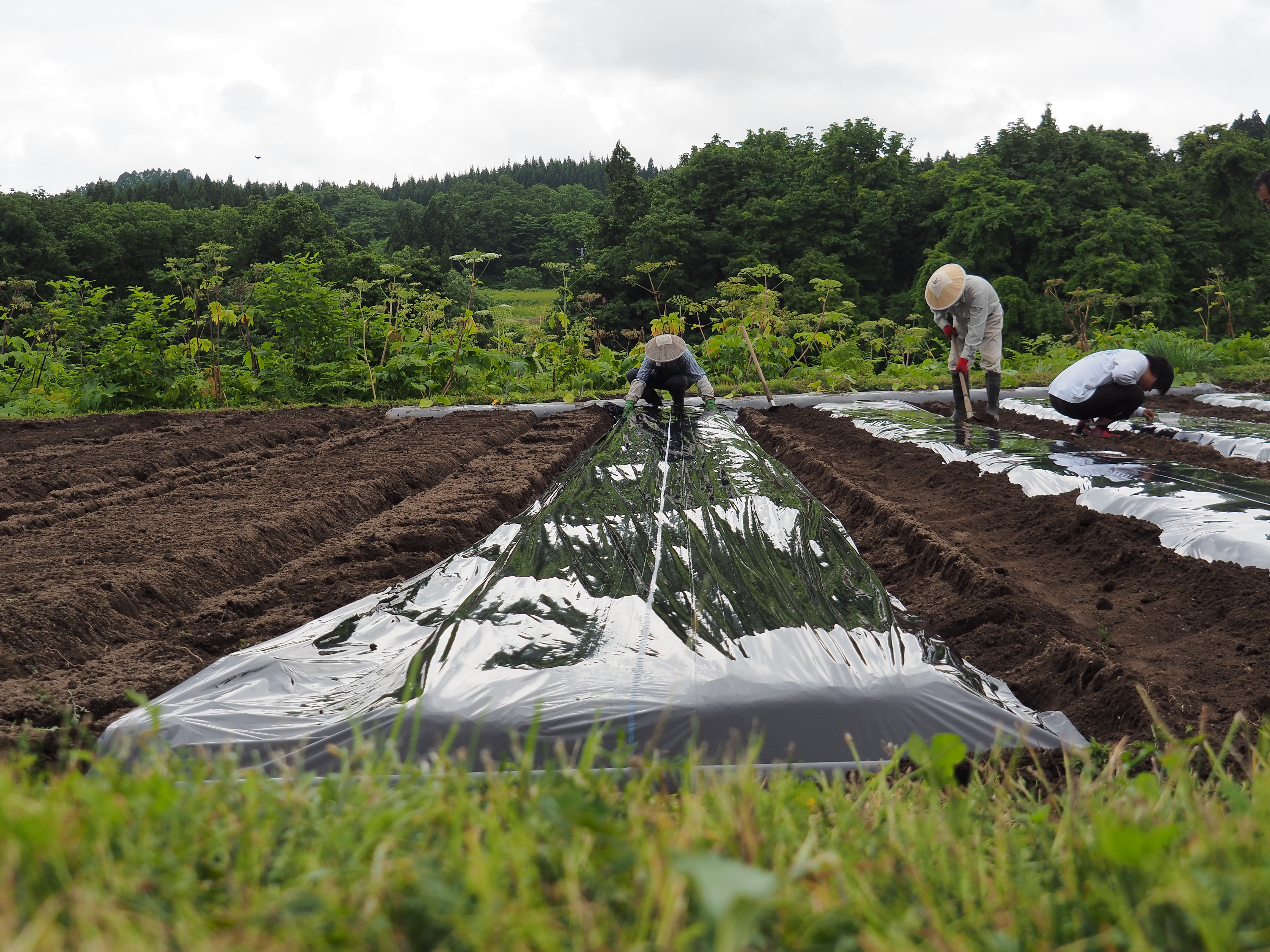 2017年6月17日、山形県戸沢村農作業イベント