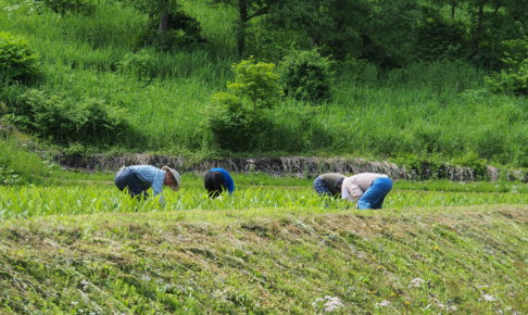 2017年6月17日、山形県戸沢村農作業イベント